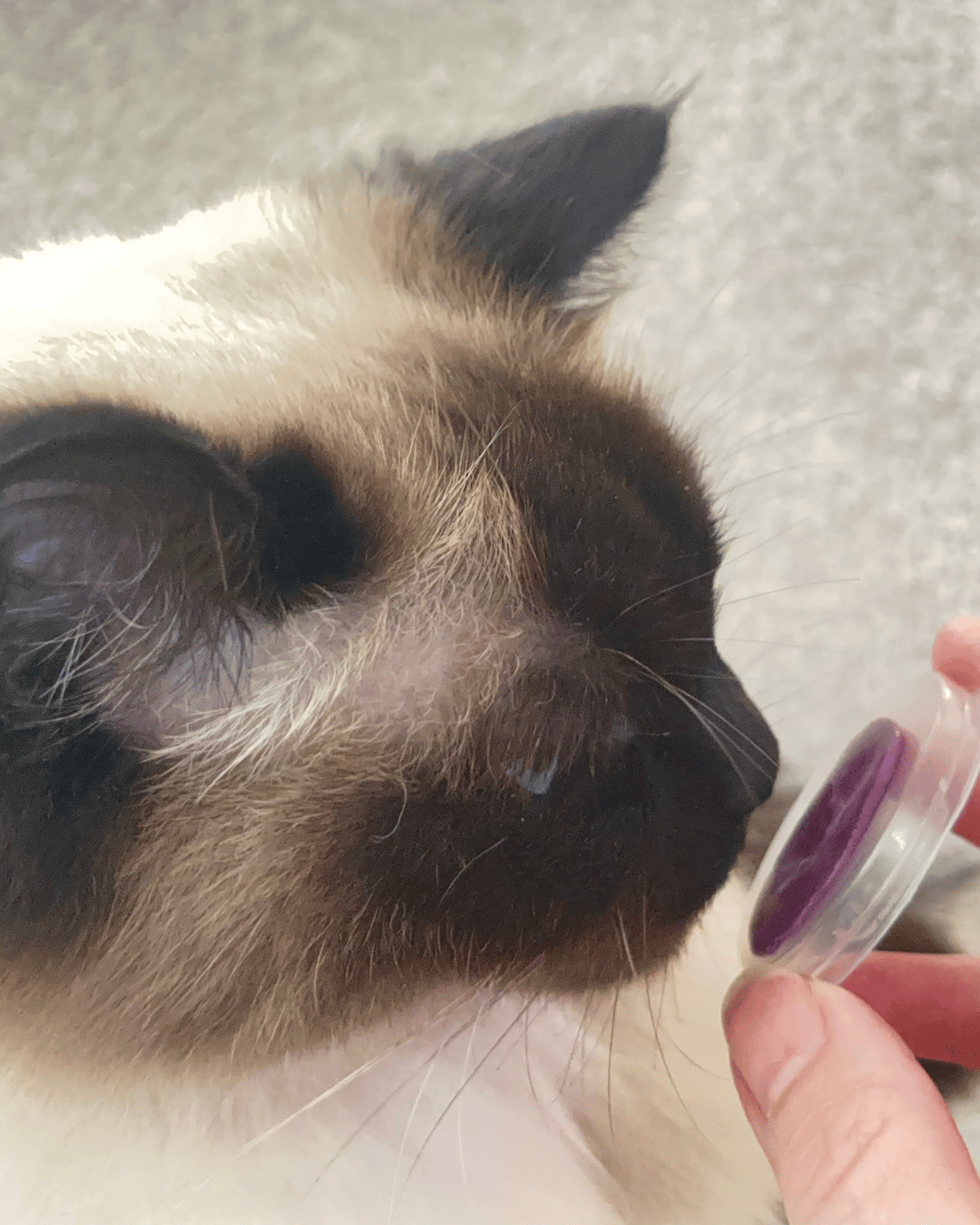 Roots | Dierenafdruk in zilver